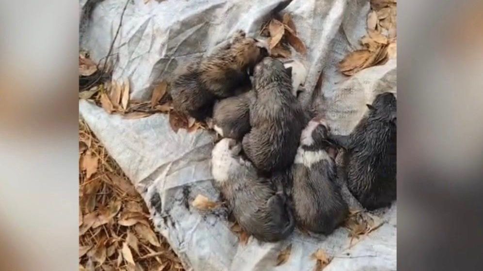 Hombre en La Vera bajo investigación por lanzar ocho cachorros recién nacidos a un arroyo 2 Investigación por maltrato animal en La Vera