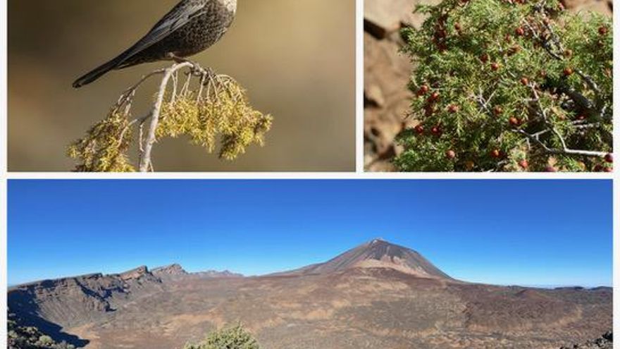 Así se desplaza el mirlo capiblanco, un ave clave para la supervivencia del cedro canario en el Teide