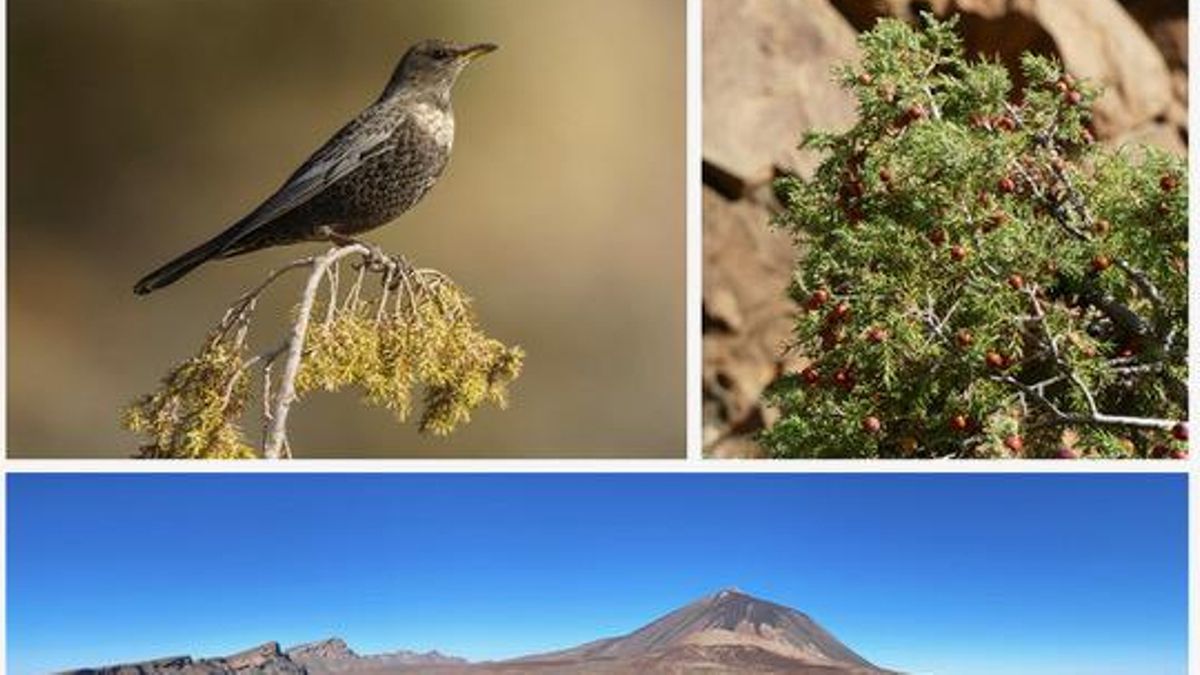 El mirlo capiblanco es un aliado importantísimo para la supervivencia del cedro canario en el Parque Nacional del Teide. Un estudio ha analizado sus desplazamientos para detallar con más precisión por dónde dispersa sus semillas