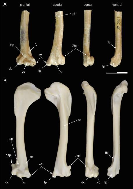 Algunos de los huesos hallados de Corvus corax antecorax en Venta Micena