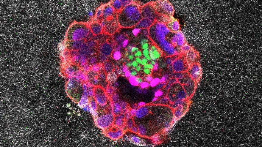 Graban por primera vez el proceso de implantación de un embrión humano en tiempo real