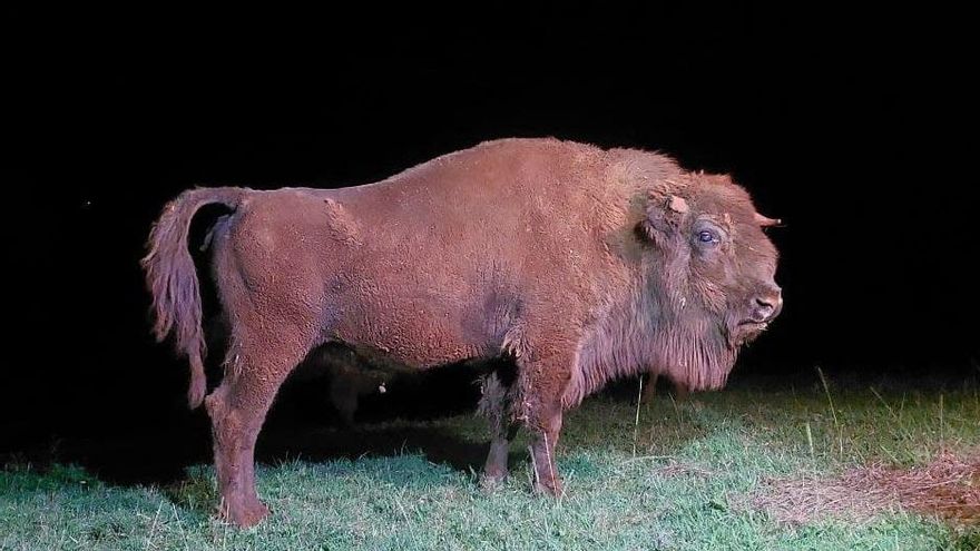 Ejemplar de bisonte en el Parque de la Naturaleza de Cabárceno.