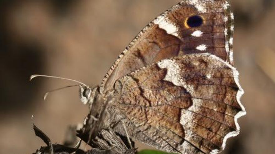 Una especie endémica de El Hierro, candidata a Mariposa del Año 2025