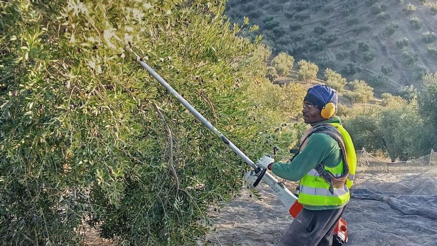 Cuando la legislación no llega: el sector agrario encauza la contratación digna de migrantes en el campo de Andalucía