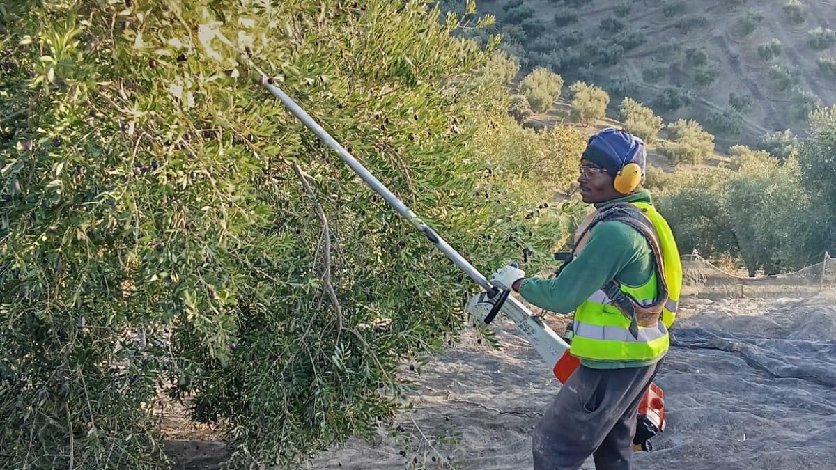 Cuando la legislación no llega: el sector agrario encauza la contratación digna de migrantes en el campo de Andalucía