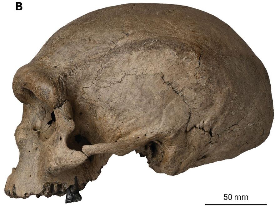 Cráneo de Harbin