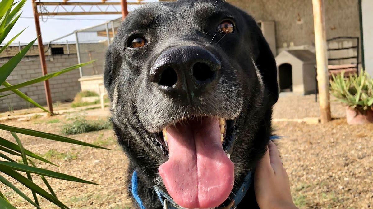 Dragón pide una última oportunidad: el perro al que abandonaron atado y enfermo sigue buscando una familia