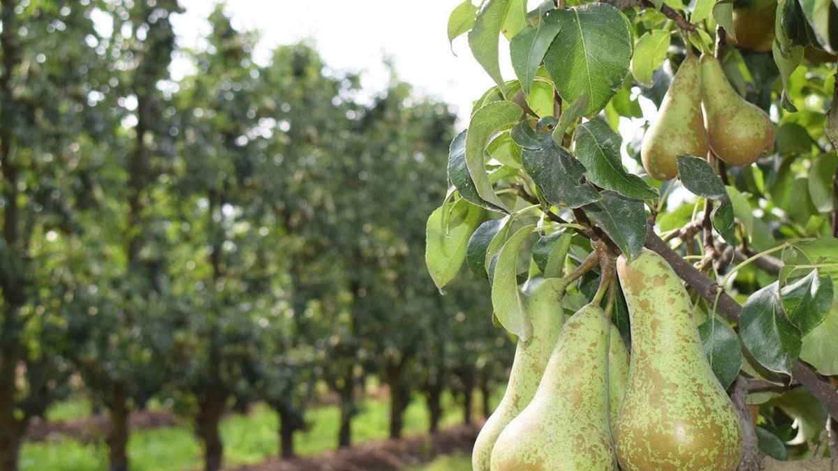Acisa de las Arrimadas homenajea a los afectados por los incendios del verano en León durante su Día de la Pera