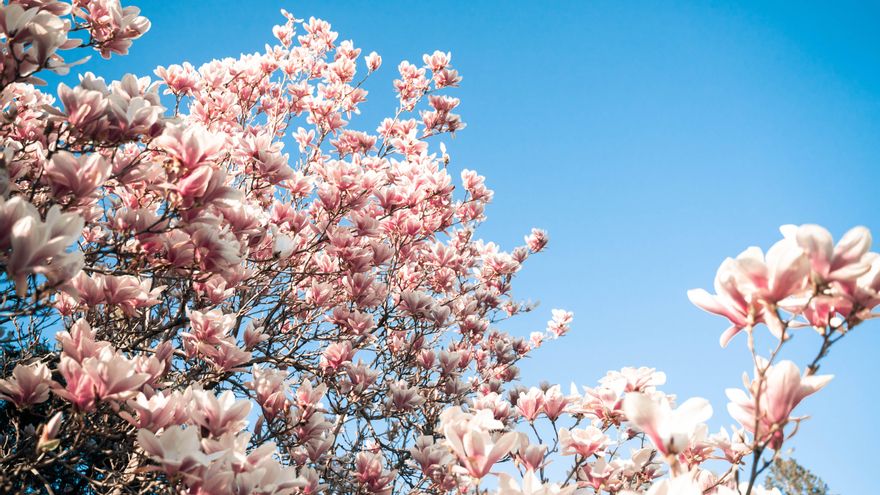 El desbarajuste de un calor récord en invierno: consecuencias del adelanto de la floración