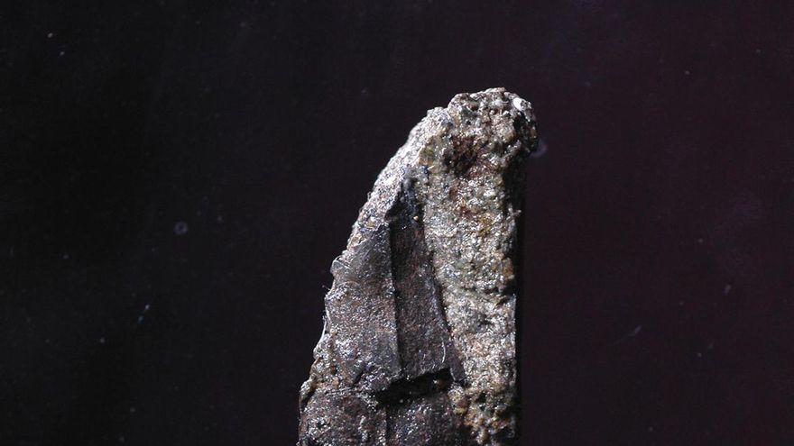 Una investigación identifica una nueva especie de dinosaurio en Japón