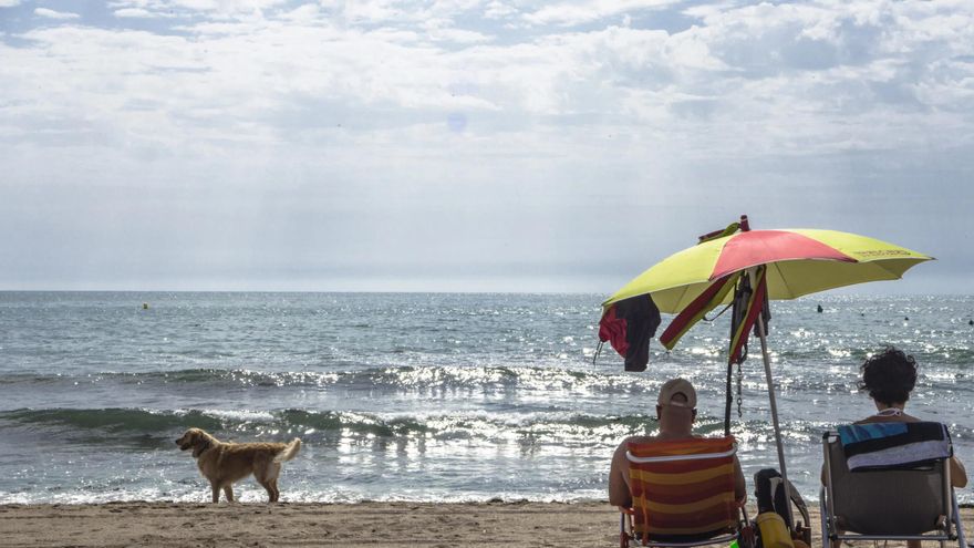 Ni raparlos ni meterlos en agua helada: estos son algunos errores que pueden poner en peligro a tu mascota durante una ola de calor
