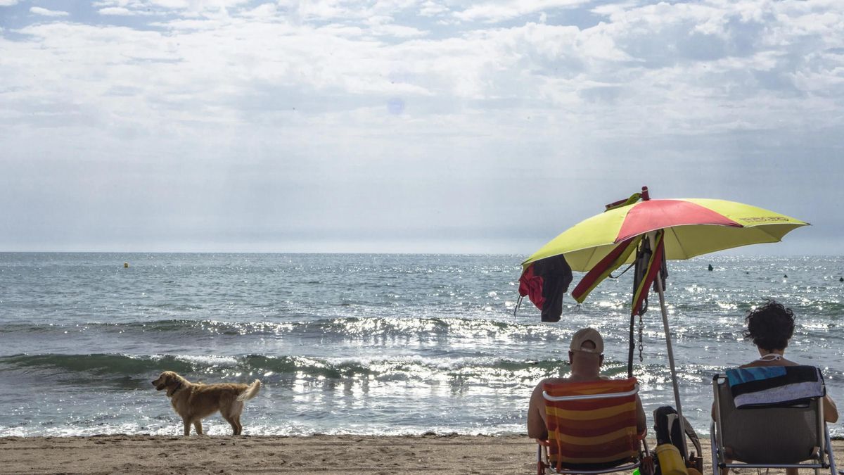 Ni raparlos ni meterlos en agua helada: estos son algunos errores que pueden poner en peligro a tu mascota durante una ola de calor