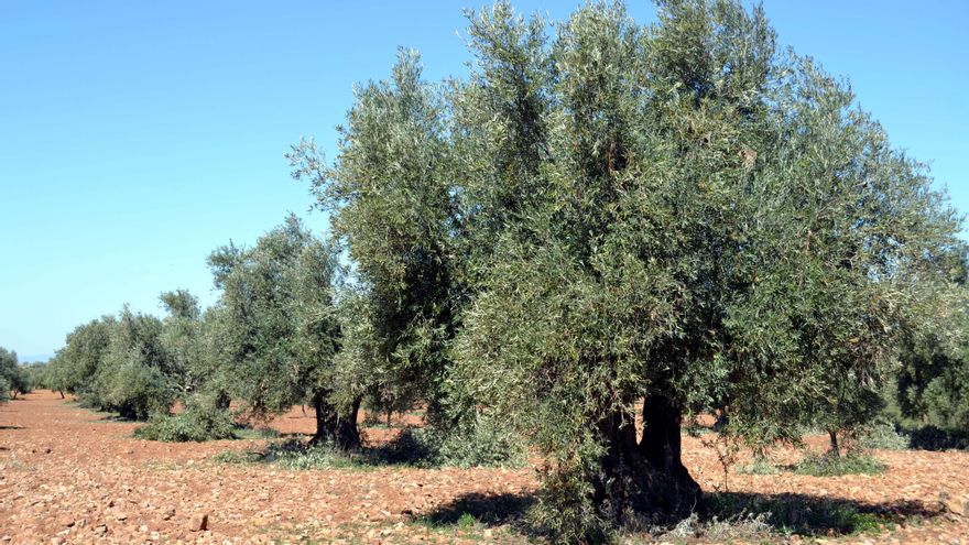 ASAJA y la UCLM abordan las fórmulas para reducir las huellas ambientales de las explotaciones agrarias