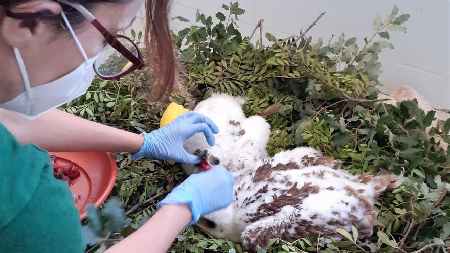 El meticuloso trabajo de los técnicos está dando sus frutos