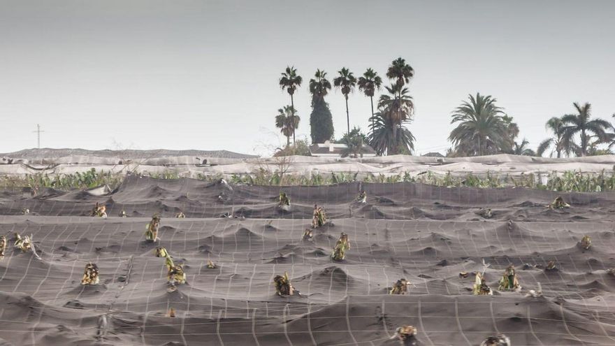 Efectos del volcán en las fincas de plataneras.