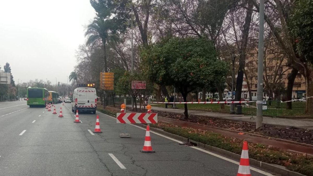 Vallellano cortada parcialmente al tráfico por riesgo de caída de un árbol.