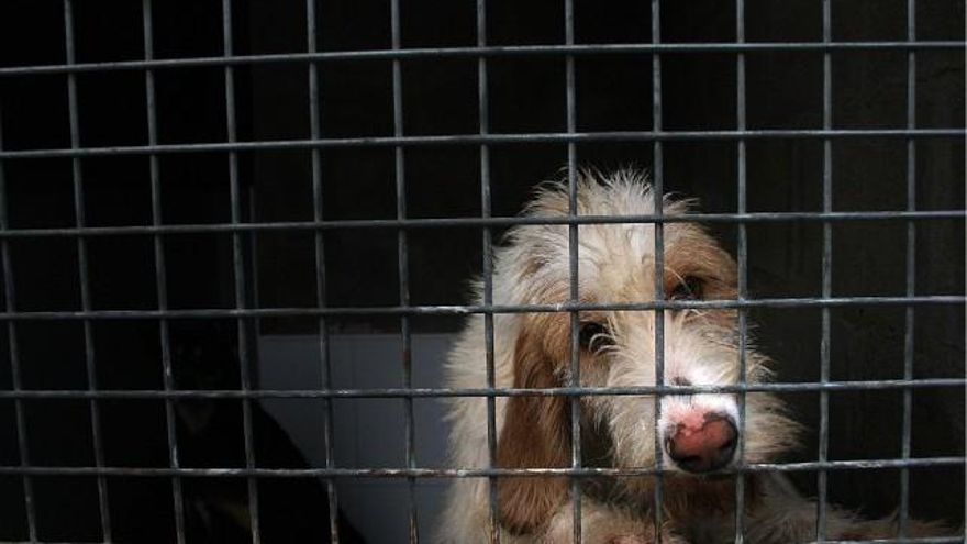 Peio García / ICAL Instalaciones de la Protectora de Animales de León