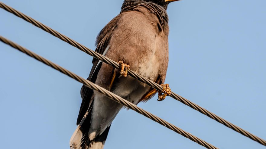Tan común que nadie lo explica: ¿por qué los pájaros no se electrocutan en los cables de alta tensión?