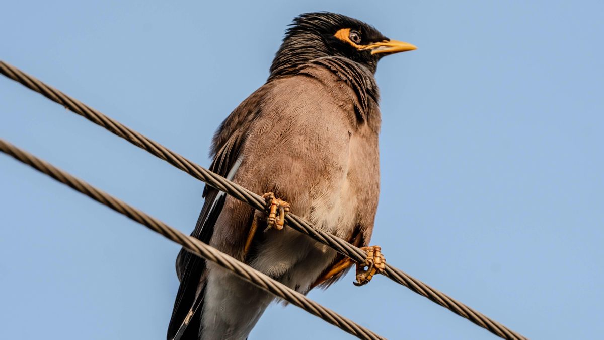 Tan común que nadie lo explica: ¿por qué los pájaros no se electrocutan en los cables de alta tensión?