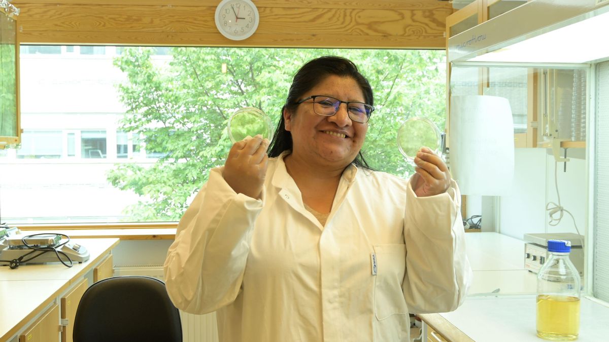 Tras vencer retos de idioma, cultura y duelos, Mamani cursa un doctorado en Suecia y busca identificar la mayor colección de hongos Trichoderma de América Latina. Foto: cortesía Marisel Mamani