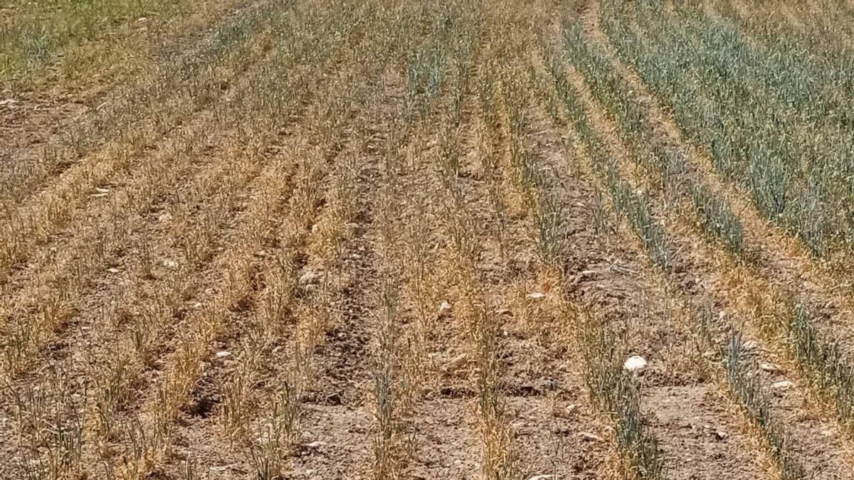 Archivo - Campo de cereal