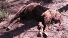Uno de los bisontes de la Reserva de Valdeserrillas aparece decapitado