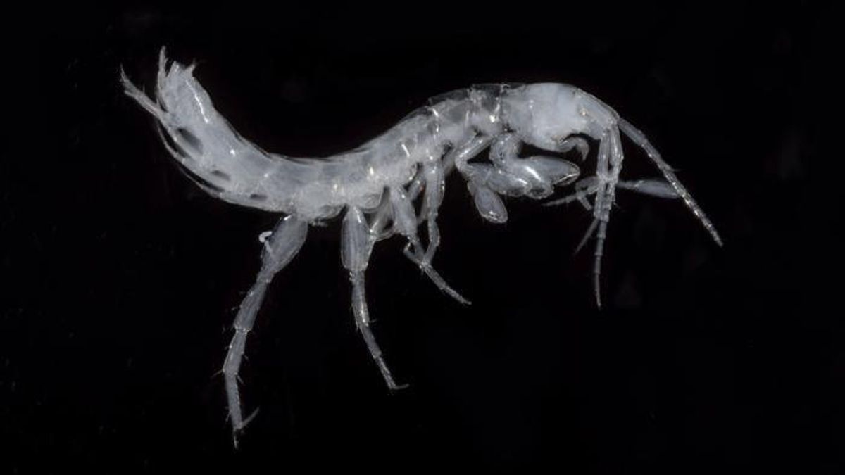 Sin ojos y de apenas unos milímetros: descubren dos nuevas especies de camarones en cuevas de Japón