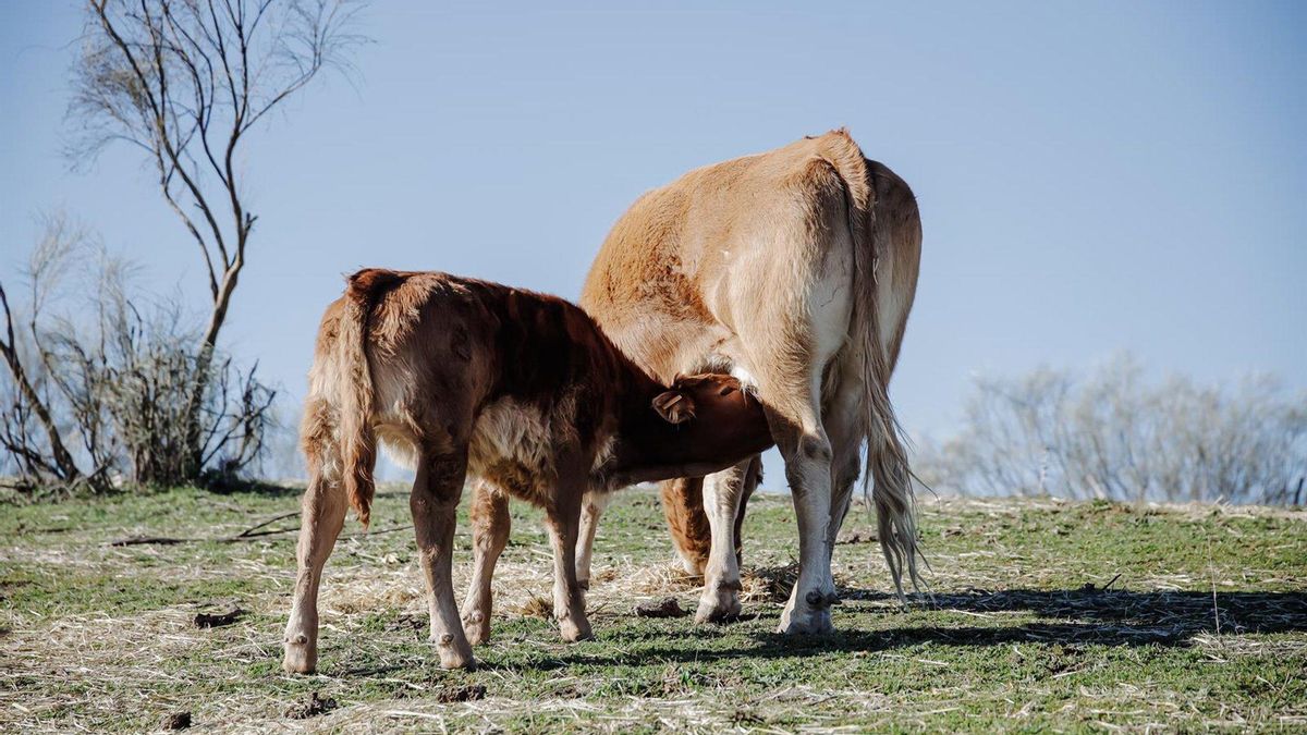 Asaja advierte de "desabastecimiento" de crotales electrónicos para los terneros de la última paridera
