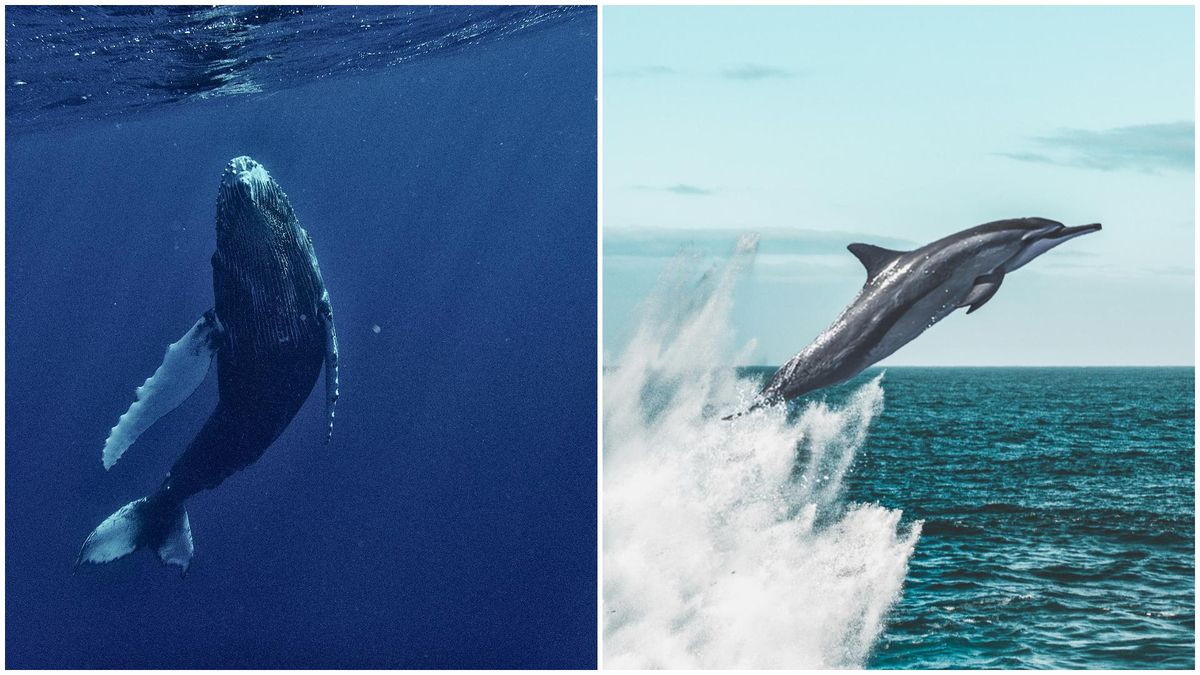 Día de las ballenas y los delfines