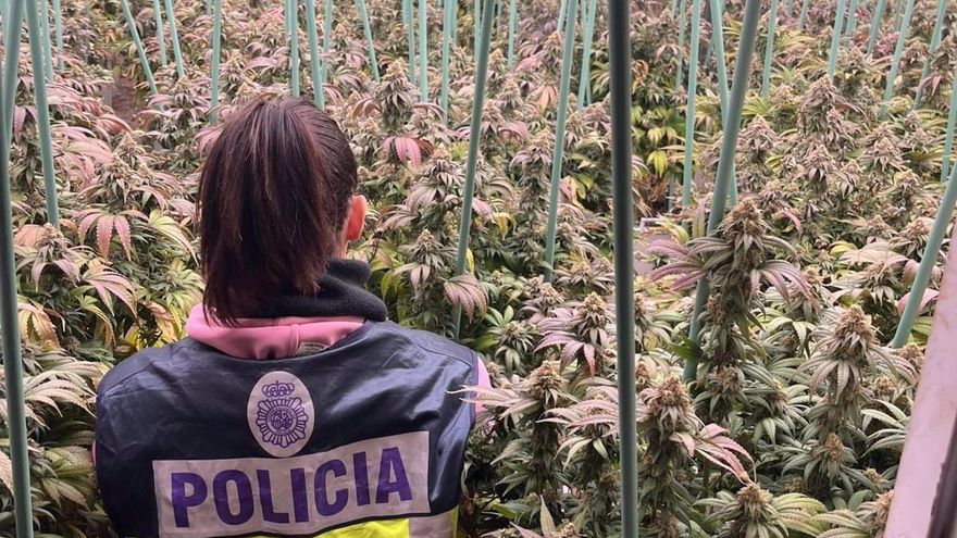 La Policía desmantela la mayor plantación de marihuana en Huesca, halla armas listas para usar y detiene a siete personas