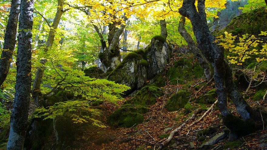 Hayedo de Tejera Negra, en la Sierra Norte de Guadalajara