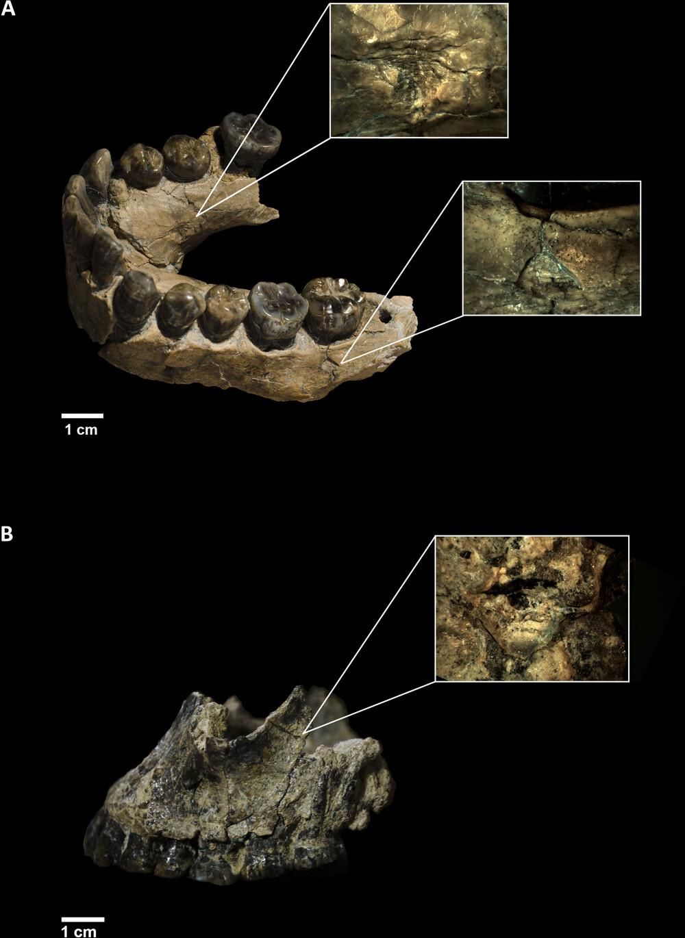 A) Mandíbula OH7 con las dos fosas dentarias ampliadas. (B) Maxilar OH65 con la fosa dentaria ampliada. Las fosas dentarias se documentaron con un microscopio binocular Optika y una cámara digital de 3 Mpx (OptiCamB3) con un aumento de ×10 (A) y de ×30 (B). Modificado de Vegara-Riquelme et al .