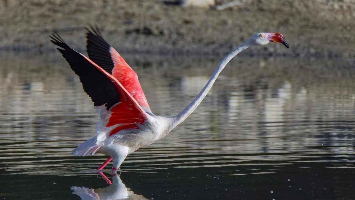 La Junta destaca que los humedales de Córdoba presentan una "situación extraordinaria" tras las últimas lluvias