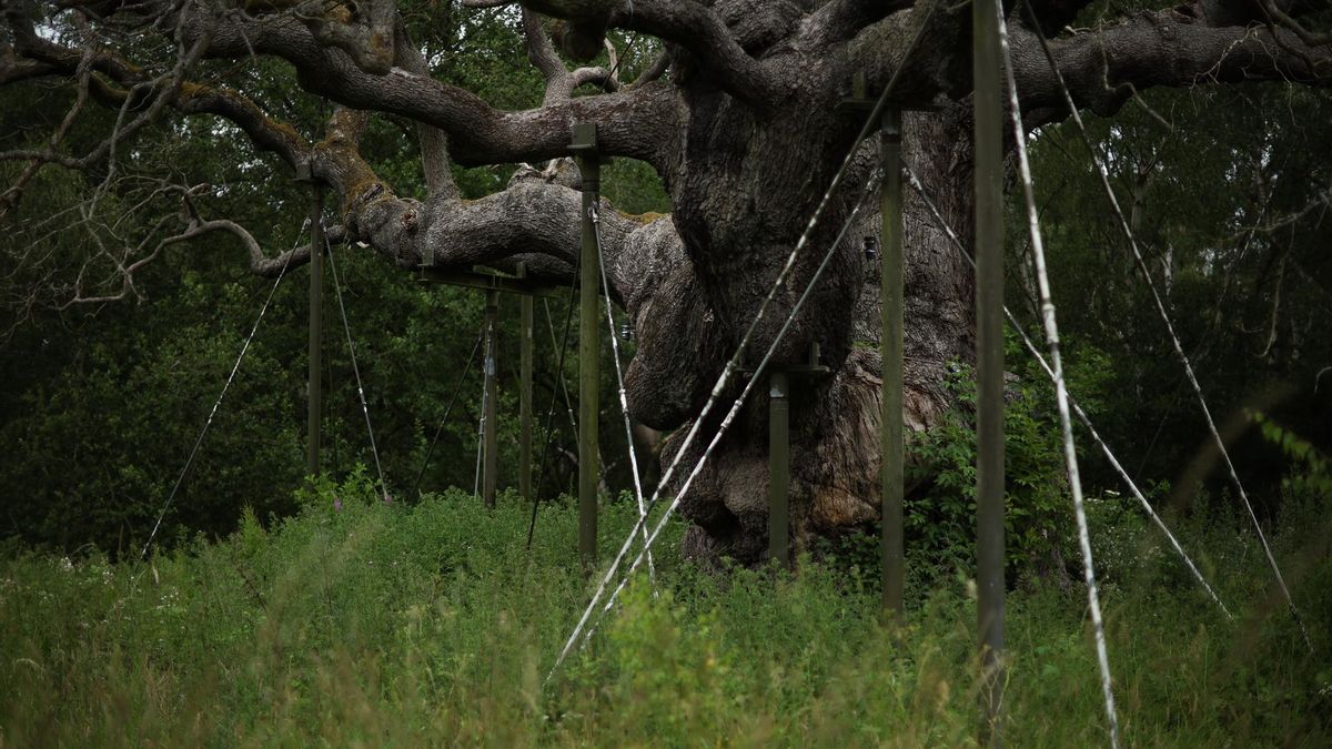 Soportes artificiales ayudan a aguantar el árbol.