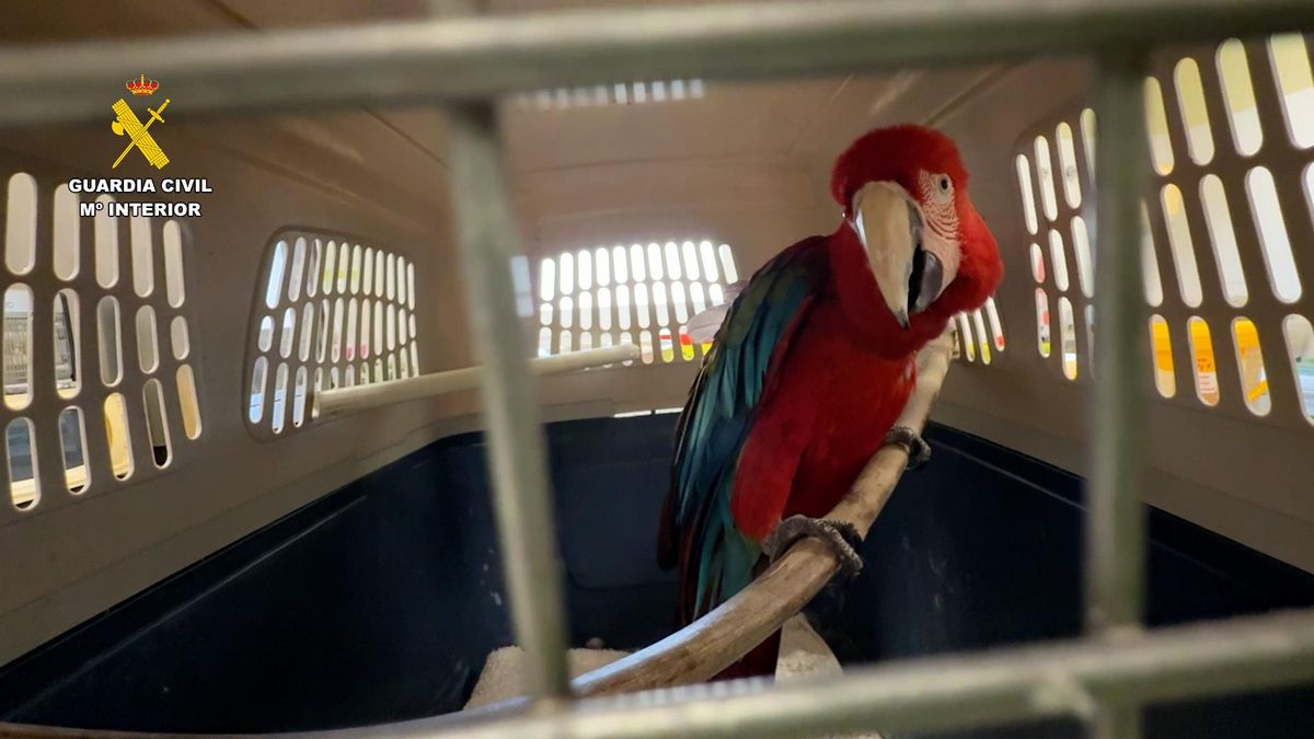 El guacamayo intervenido por la Guardia Civil.