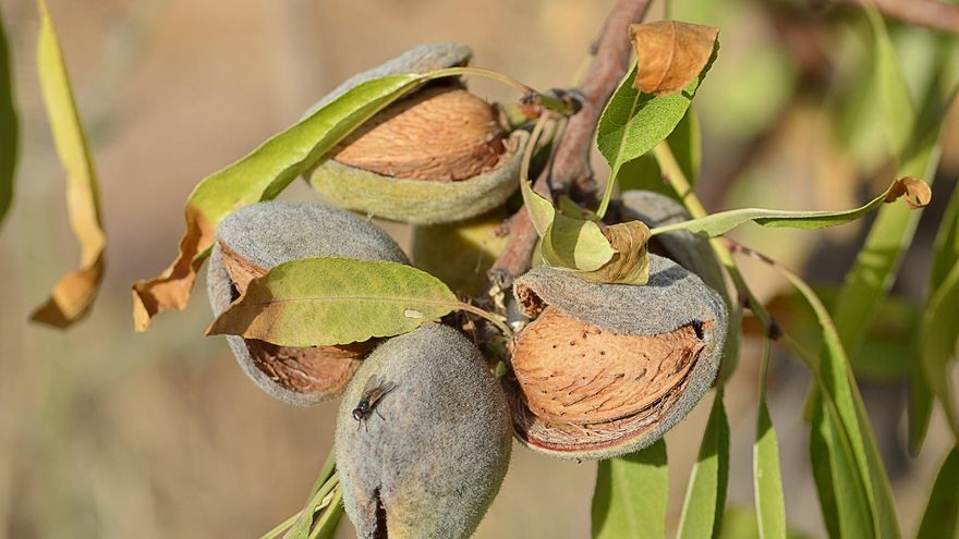 La producción de almendra cae un 50% a pesar de que la superficie plantada ha subido en 16.000 hectáreas en la región