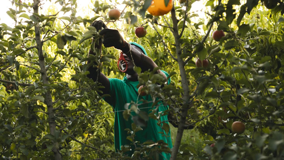 Recol·lecció de pomes ecològiques per elaborar suc de poma ecològic.