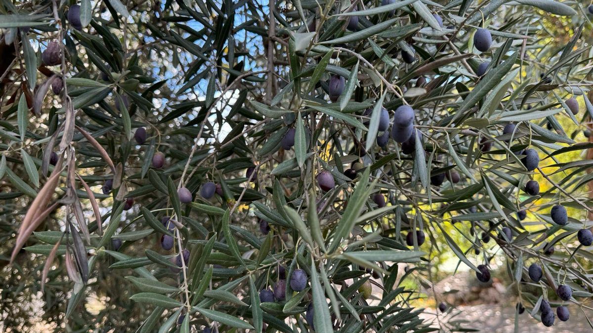 Jaén transforma su mar de olivos en una experiencia para recorrer, descubrir y vivir