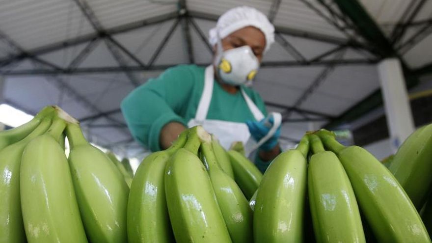 Fotografía del 17 de marzo de 2017, de una trabajadora durante el proceso de selección de babano en una finca bananera del municipio de Apartadó, en la zona de Urabá (Colombia).