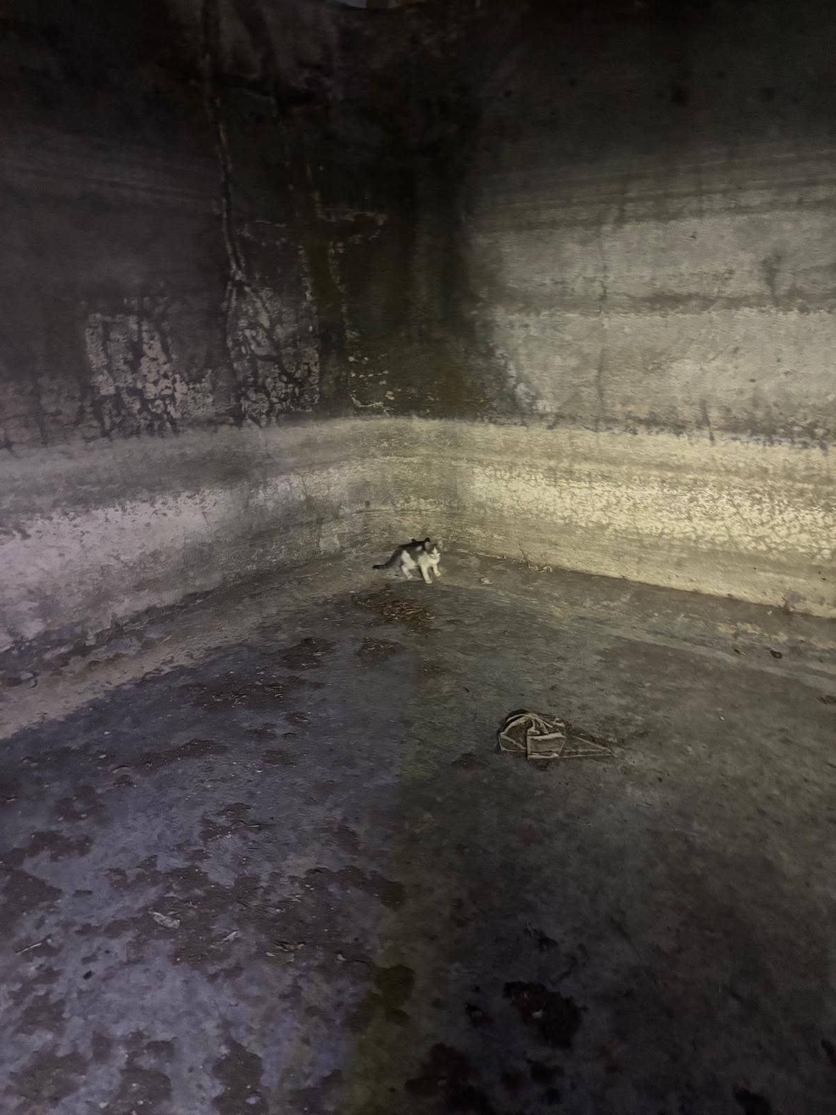 El gato rescatado en el estanque de El Paso.