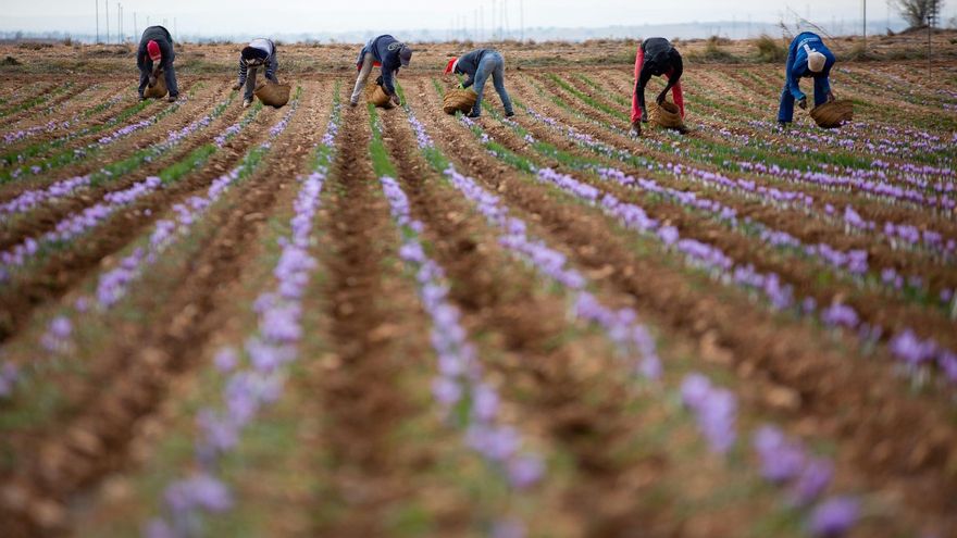 La cosecha del Azafrán de La Mancha finaliza con más de 450 kilos de una calidad “excepcional”