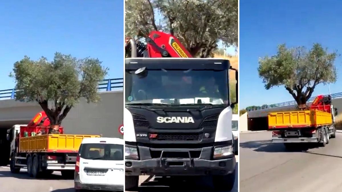Un camión transporta uno de los árboles talados para preparar el circuito de F1 en Madrid