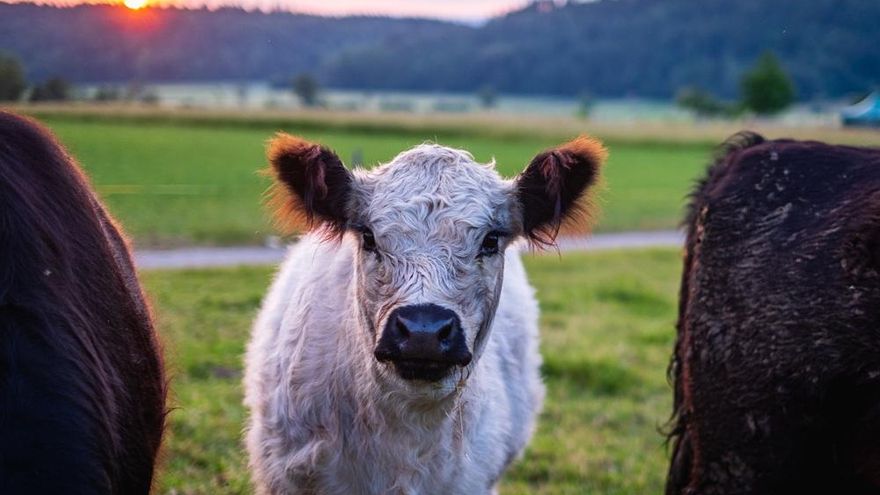 Cientos de granjas dejan de explotar animales gracias a ‘TransFARMation’