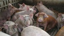 La ganadería industrial ha disparado la cabaña de porcino de Aragón por encima de los ocho millones de cabezas
