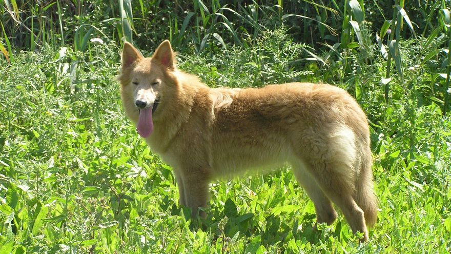El pastor garafiano es una raza autóctona de Canarias