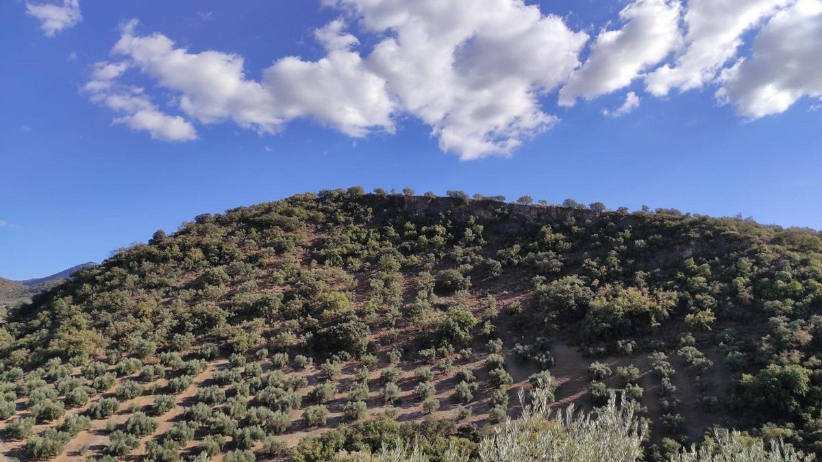 Olivar de montaña en la Subbética cordobesa
