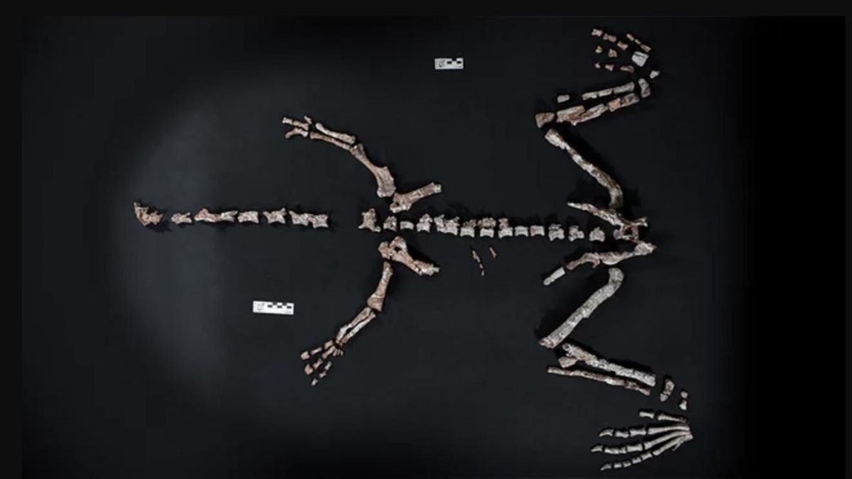 Huayracursor jaguensis.