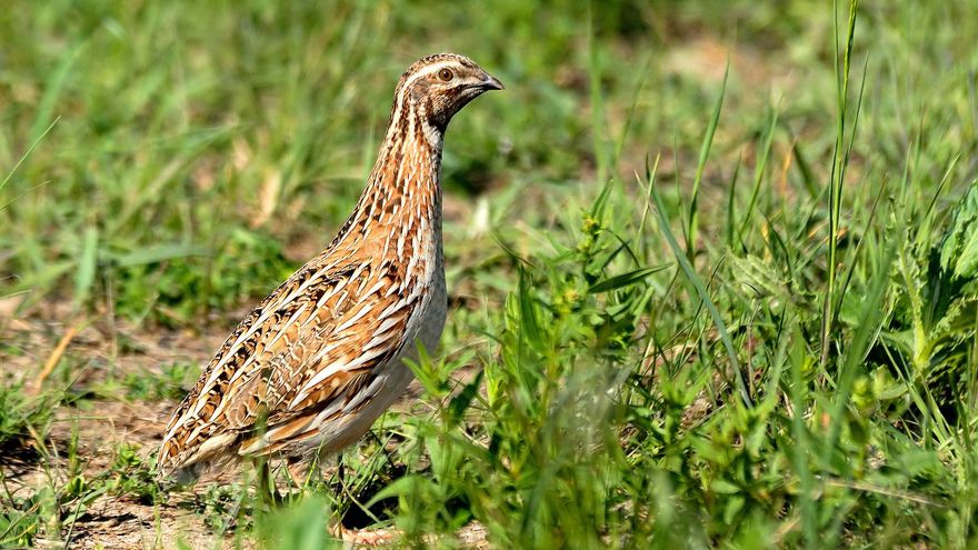 Ejemplar de codorniz / SEO.