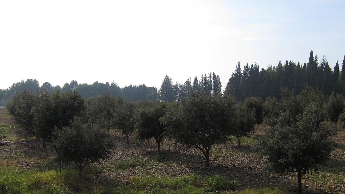Arias Cañete garantiza que el aceite de oliva tiene una calidad "espectacular"