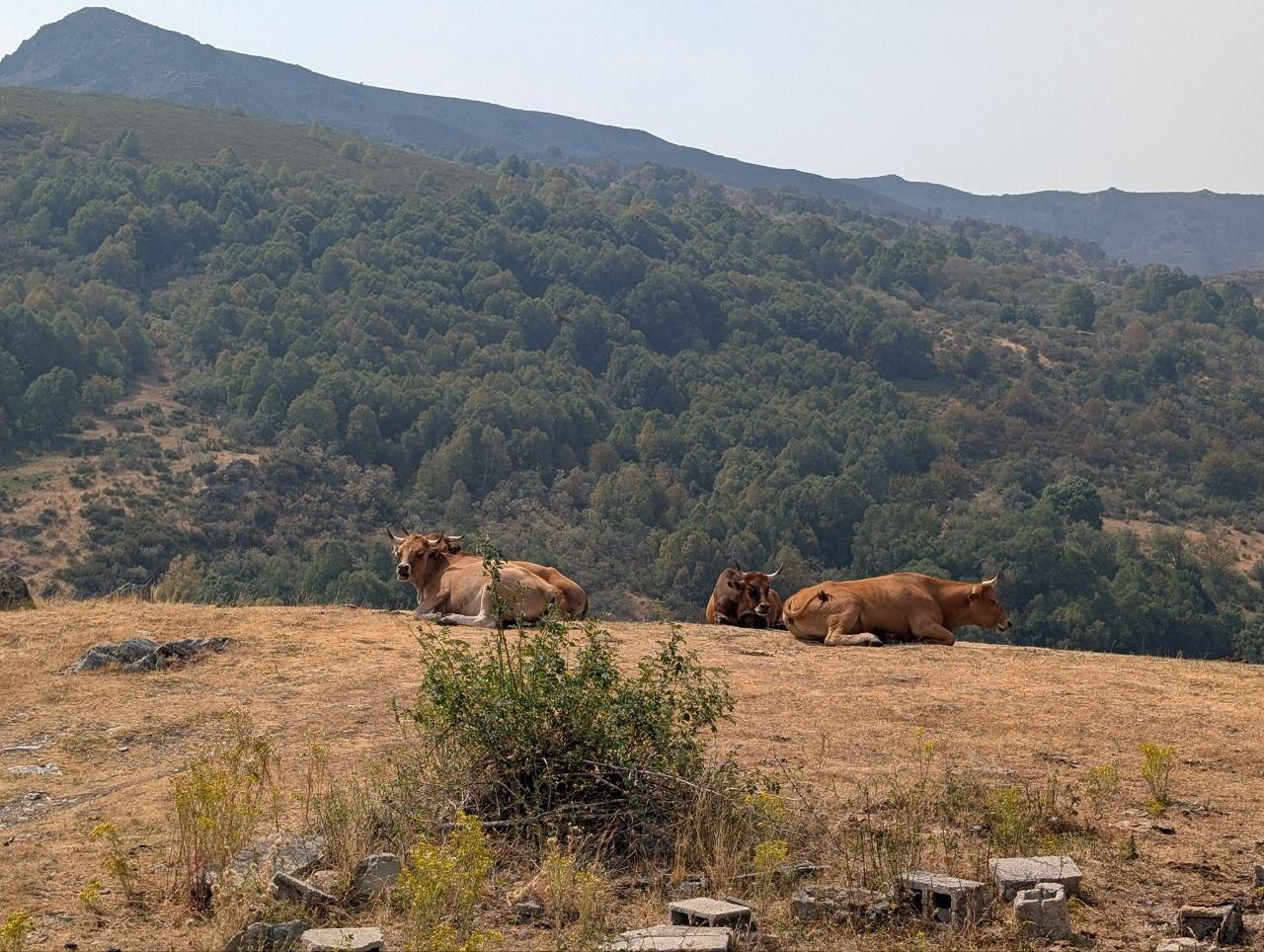 Vacas cerca de Orallo